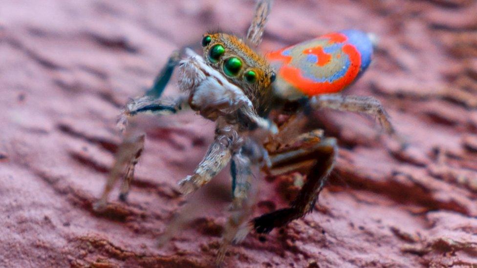 Peacock spider