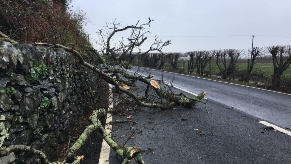 Large tree branches on the A493 Fairbourne