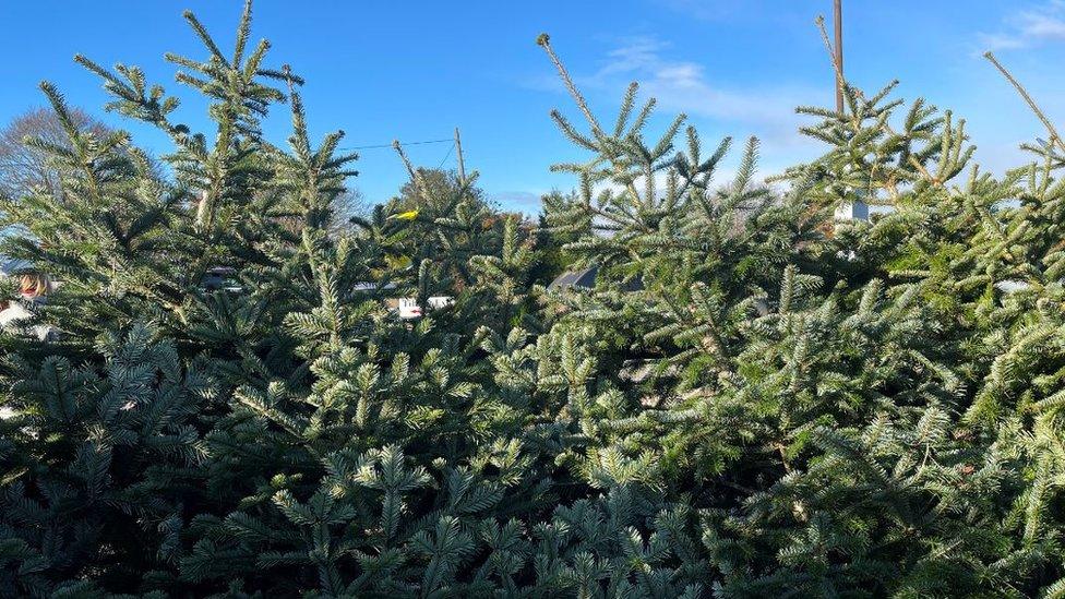 Christmas trees at a Christmas tree farm