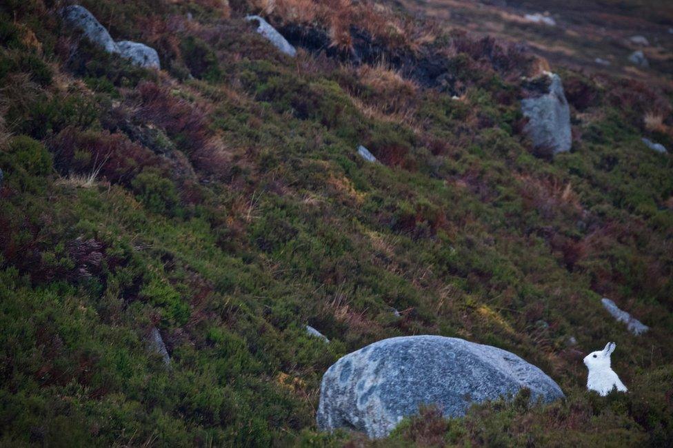 Mountain hare in Southern Cairngorms