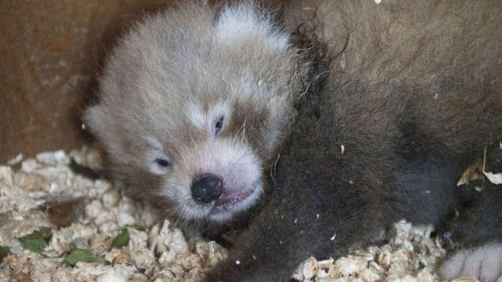 baby red panda