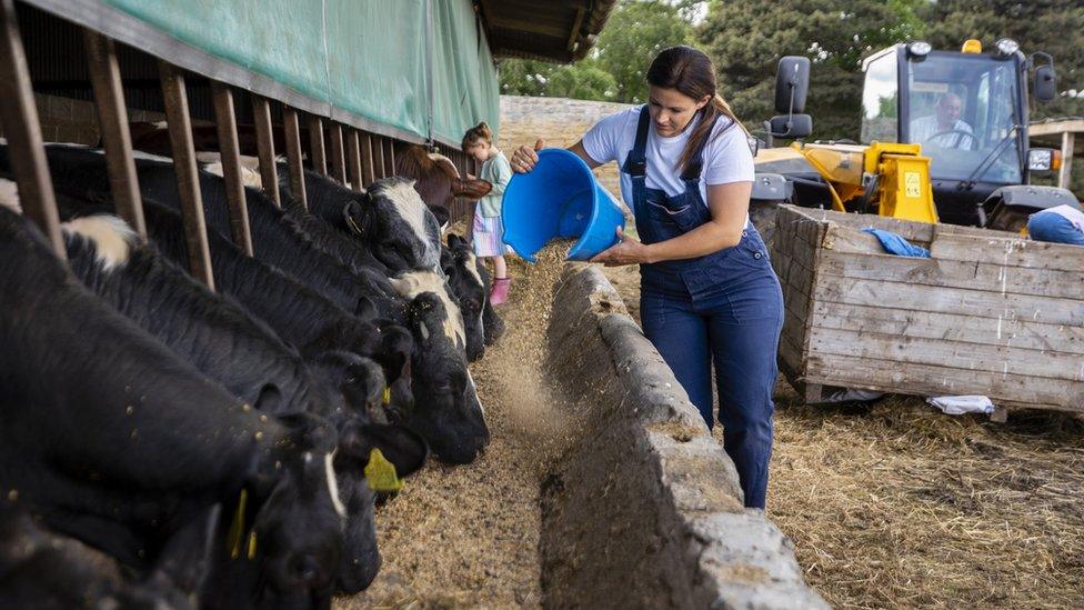 A family is at work on a farm in the north of England. A woman wearing dungarees tips feed from a blue bucket into a trough for black cattle. Her young daughter is pictured wearing pink wellies, while a man is visible in the driving seat of a yellow tractor.