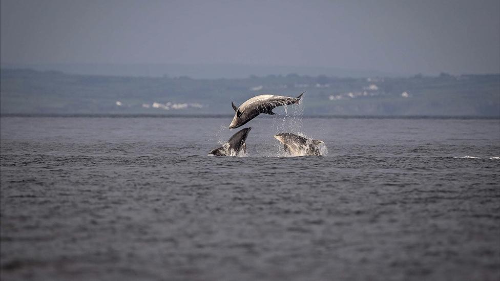 Dolphins diving in the Irish Sea, captured from Rathlin's coast