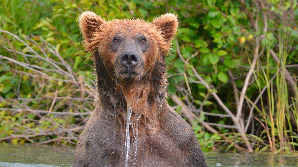 Wild Alaska Brown Bear, fishing for Salmon, Katmai National