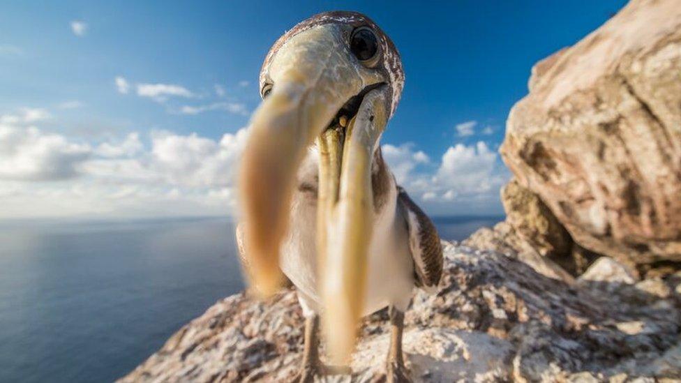 Inquisitive juvenile seabird