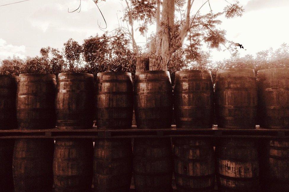 Barrels of rum