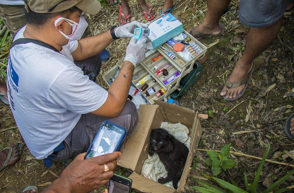 A Vet from Wildlife Trust of India treats the leopard cub