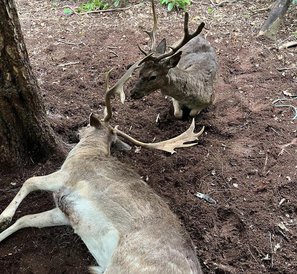 Two Fallow Bucks entangled in rope near Milton, Derbyshire