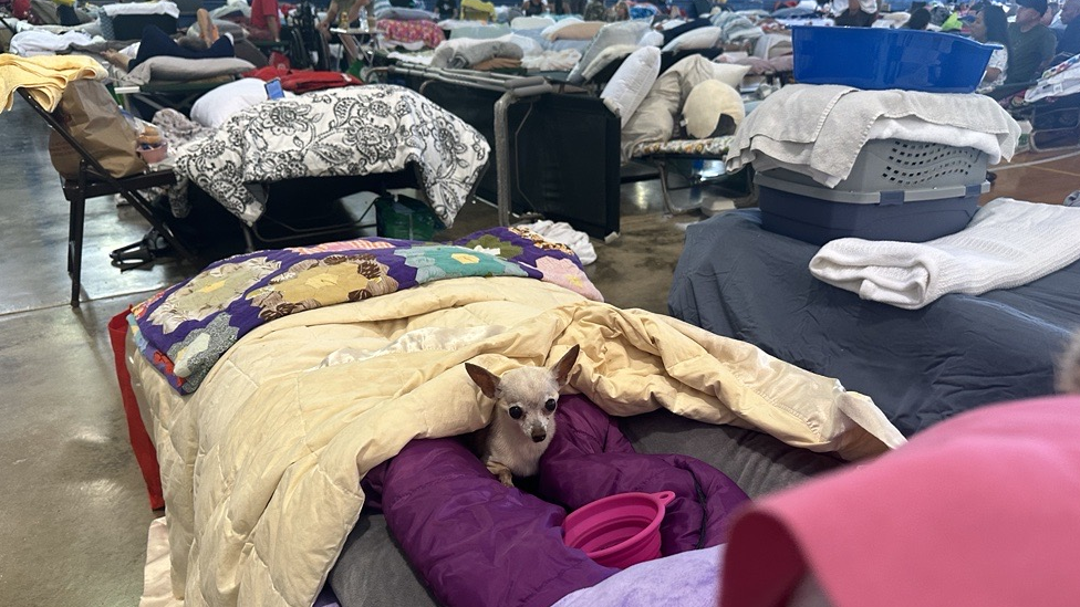 Lynette "Pinky" Iverson's dog Tiny in a shelter