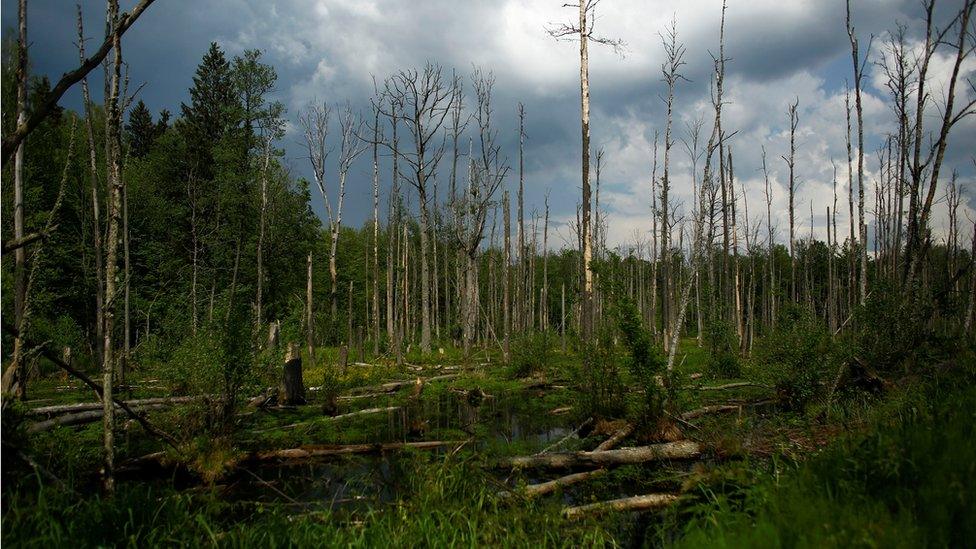 Trees lie in water in a swampy area of Bialowieza Forest