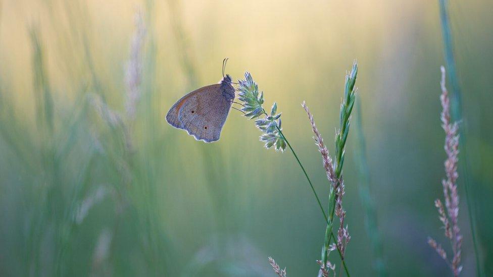 Meadow brown butterfly