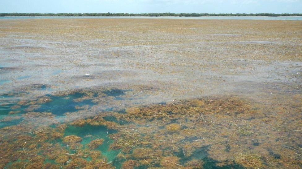 Sargassum off Big Pine Key in the lower Florida Keys