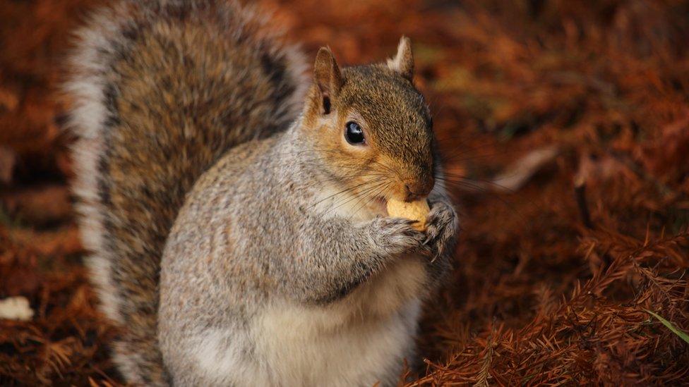 A squirrel eating a nut