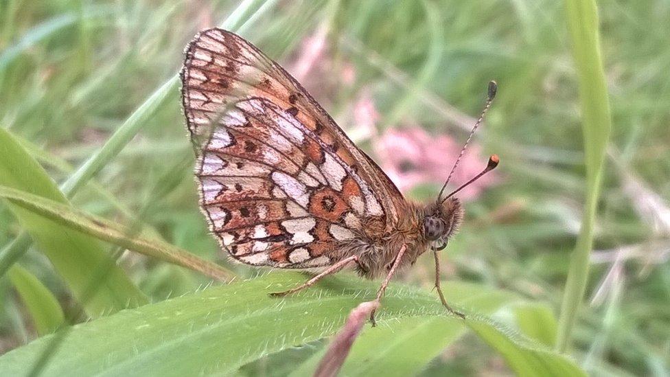 Small pearl-bordered fritillary butterfly