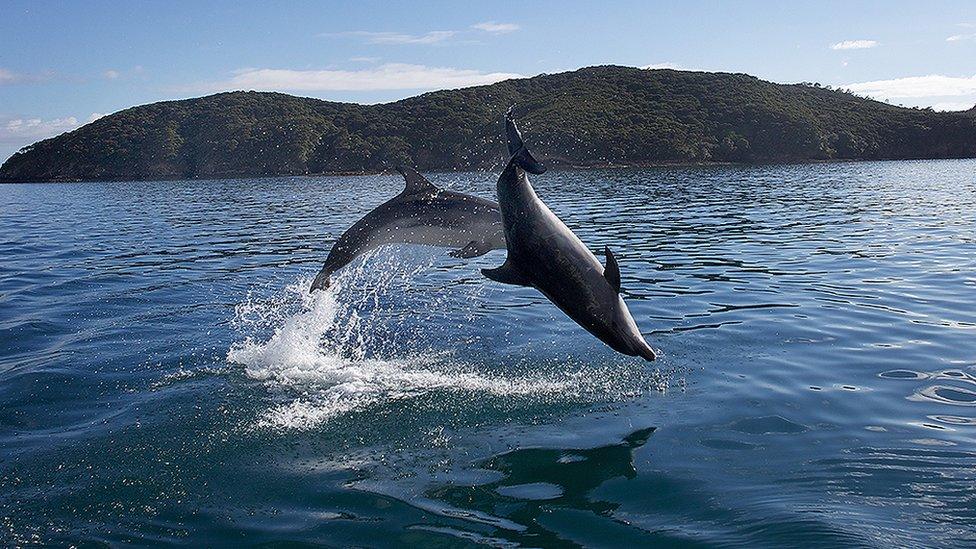 Dolphins in Bay Islands