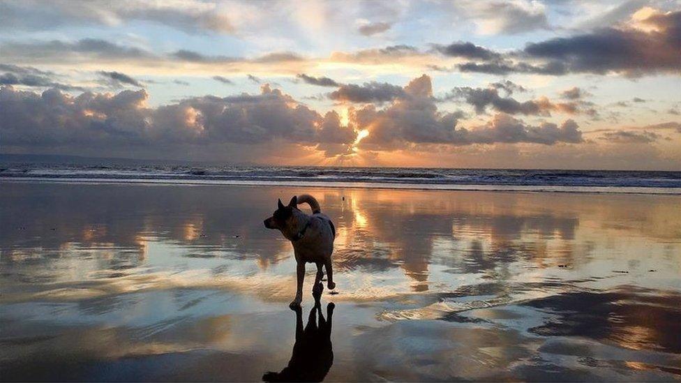 Dog on sunset beach