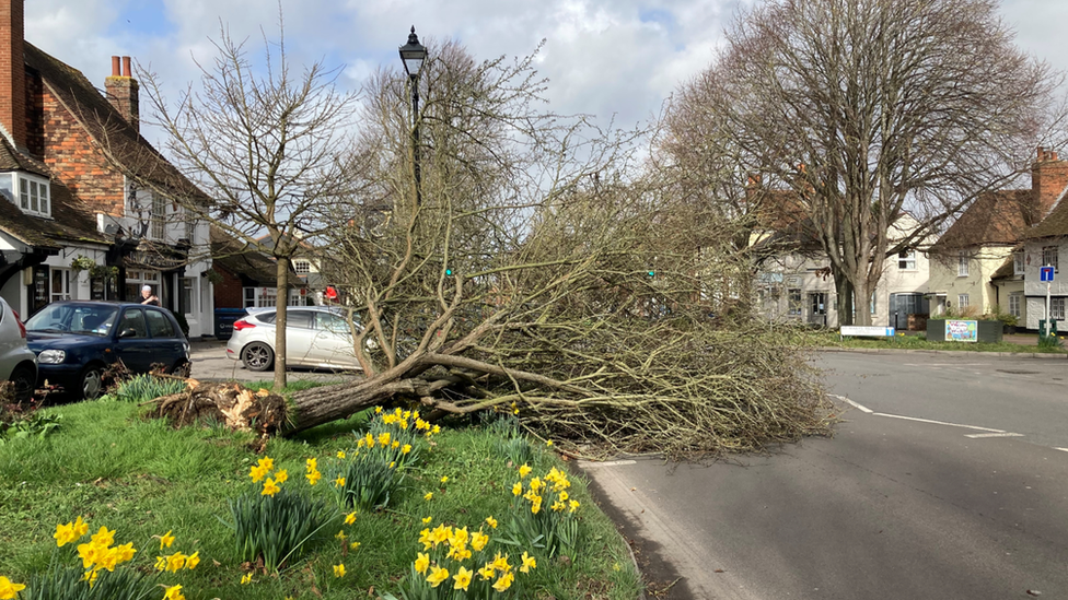 Fallen tree in Wingham