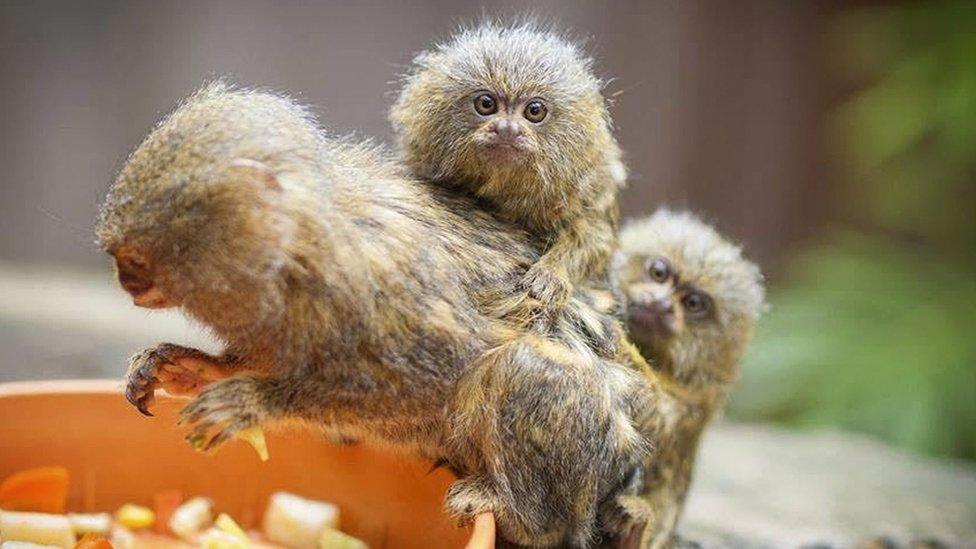 Pygmy marmosets at Symbio Wildlife Park, Sydney