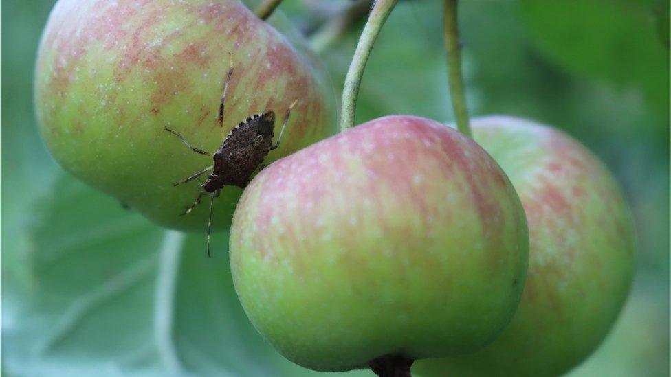 stink bug sitting on an apple