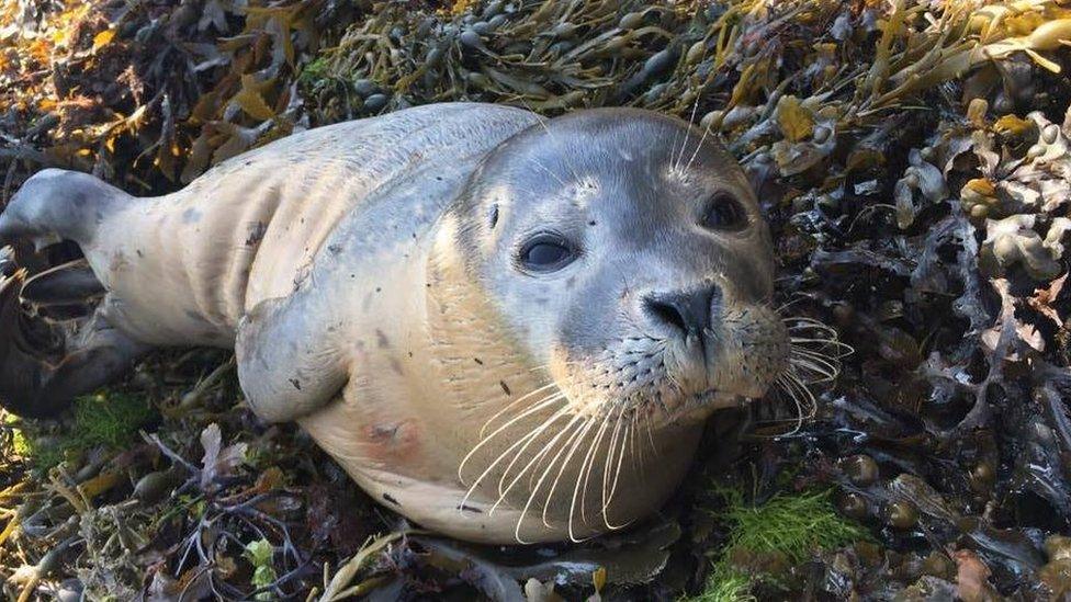 Common seal pup