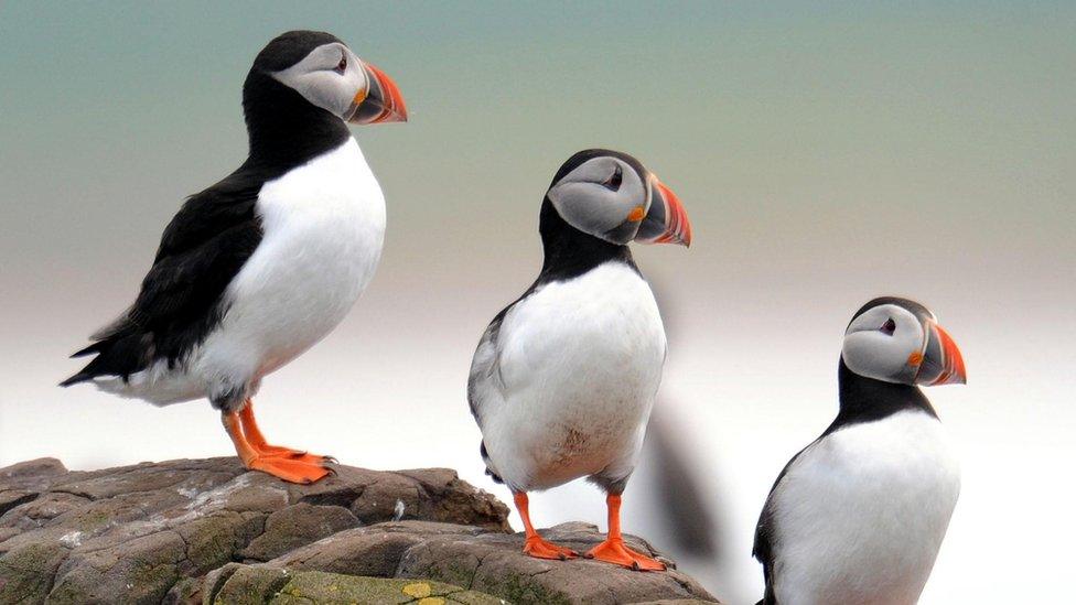 Puffins