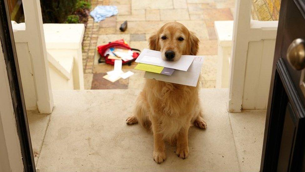 Golden retriever dog sitting at front door with letters in mouth