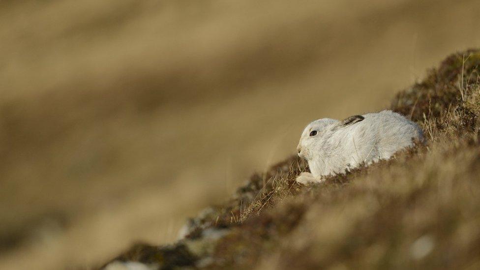 Mountain hares