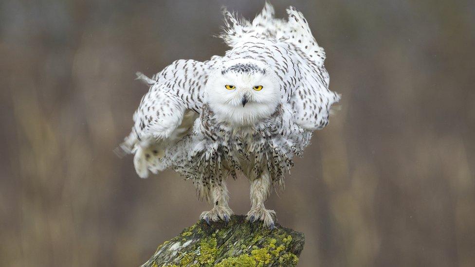 A snowy owl shaking off its feathers on a rainy winter day.