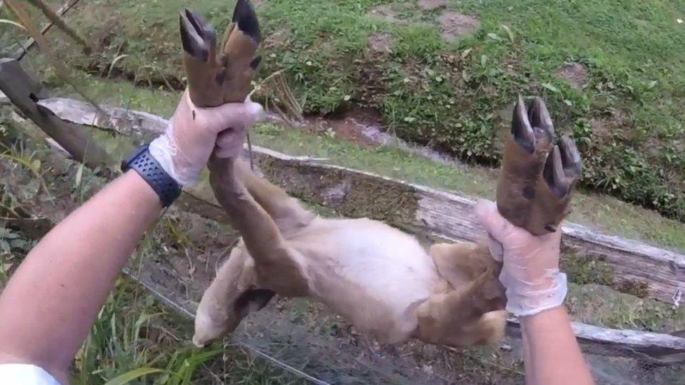 The deer being carried to a safe spot for release