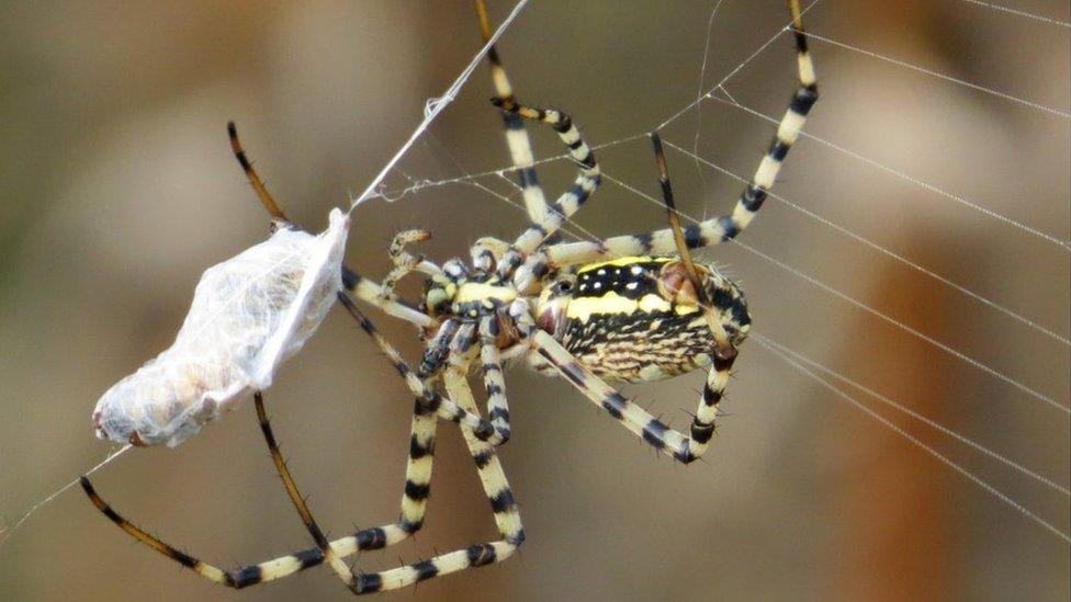 Banded garden spider Argiope trifasciata with packaged prey at edge of orb (photo by David Hill, Peckham Society, Simpsonville, South Carolina)