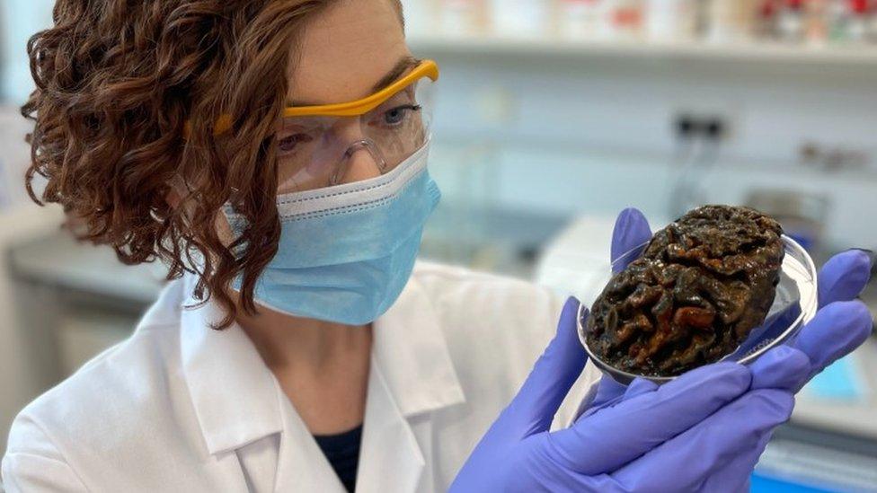 scientist holding old brain