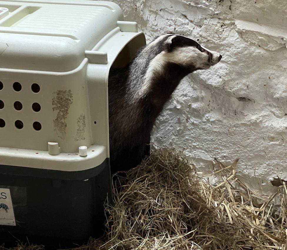 Badger in carry case