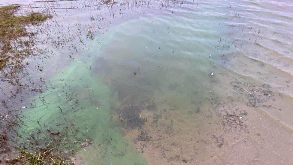 Blue-green algae pictured at Moorlough near Strabane