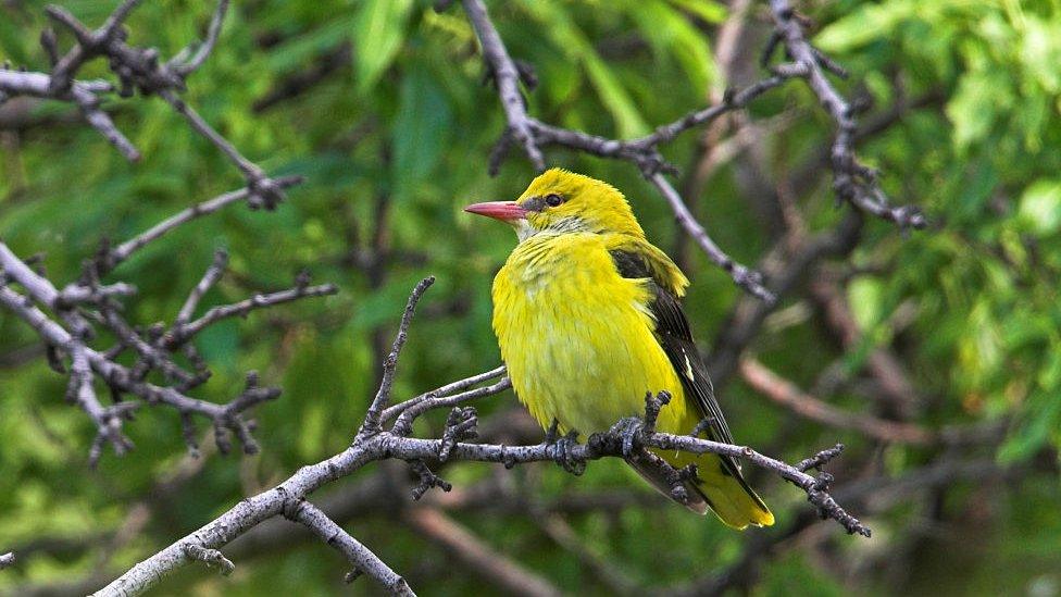 Golden Oriole