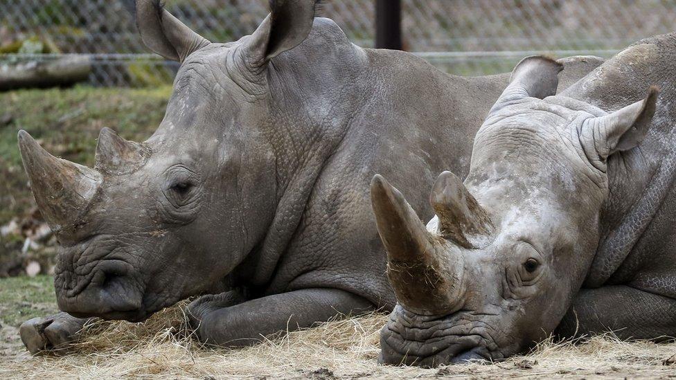 Rhinos