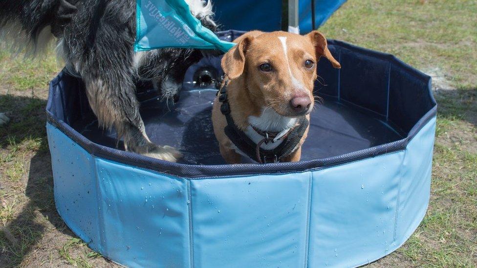 A small dog cooling off in a water bath