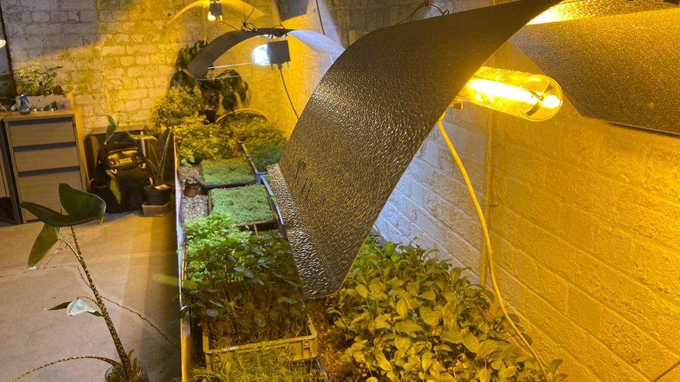 Plant being grown underground in Sheffield