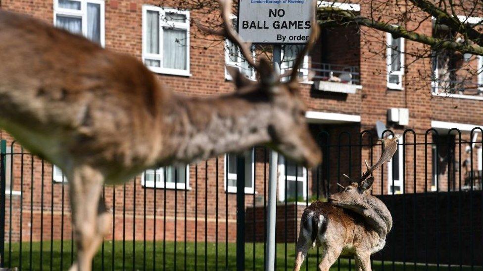 Fallow deer in a London housing estate