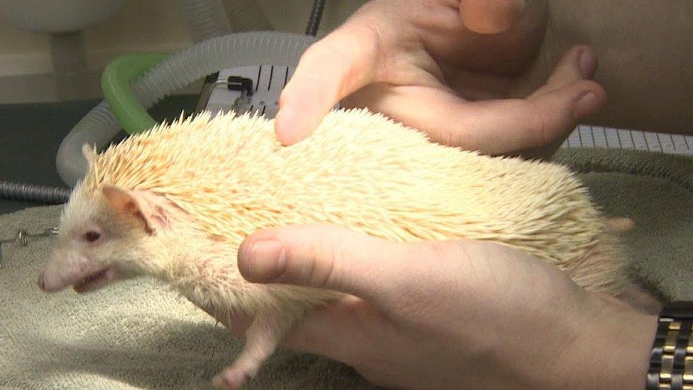 A hedgehog in a pair of hands