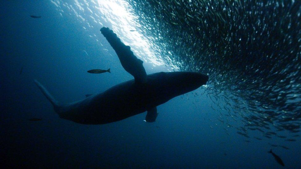 Humpback whale and herring shoal in the fjords of Northern Norway, Atlantic Ocean.