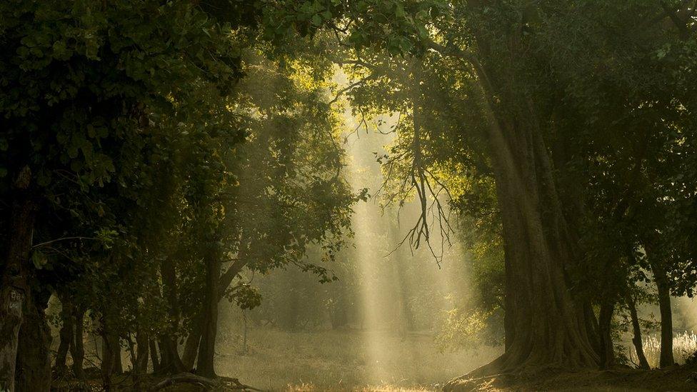 Bandhavgarh National Park, India