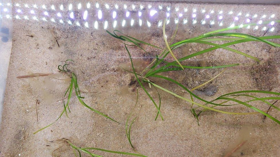 Seagrass nursery