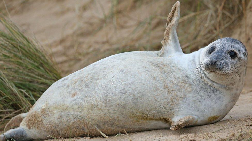 Seal pup at Blakeney