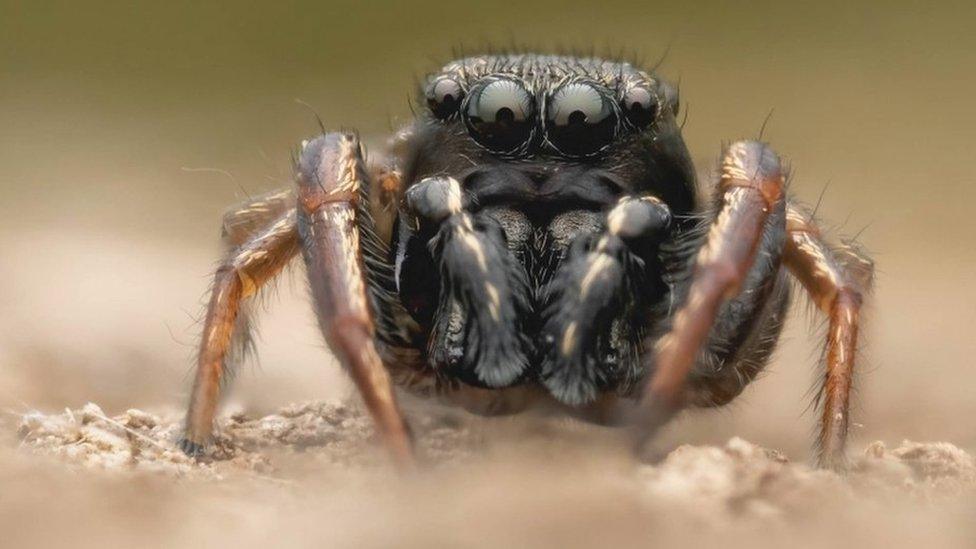 Close up of a spider