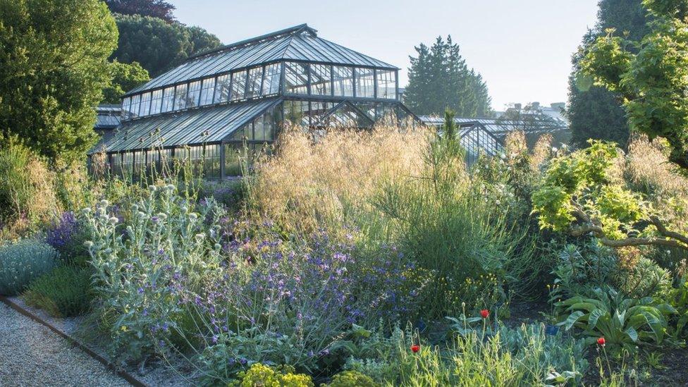 Plants and a glasshouse in Cambridge