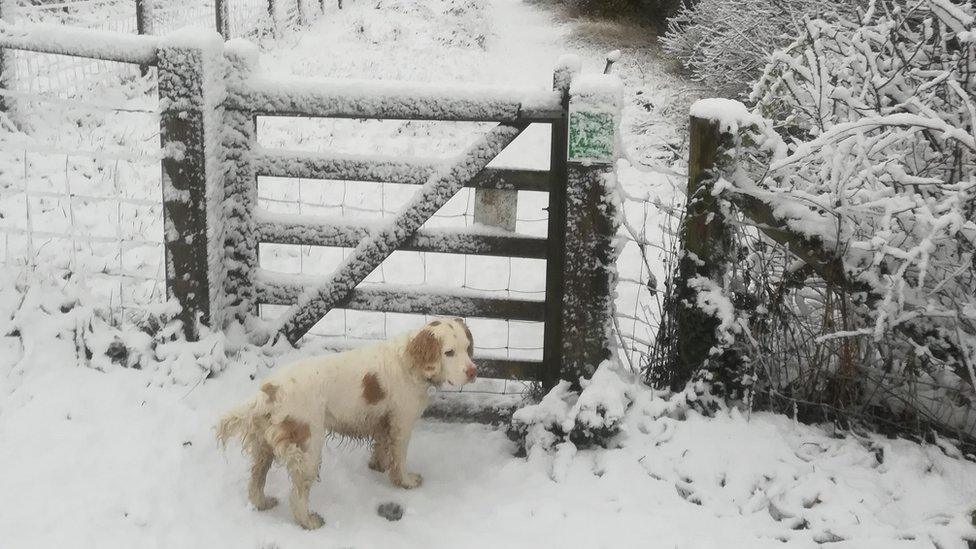 Dog in snow in Cambridge