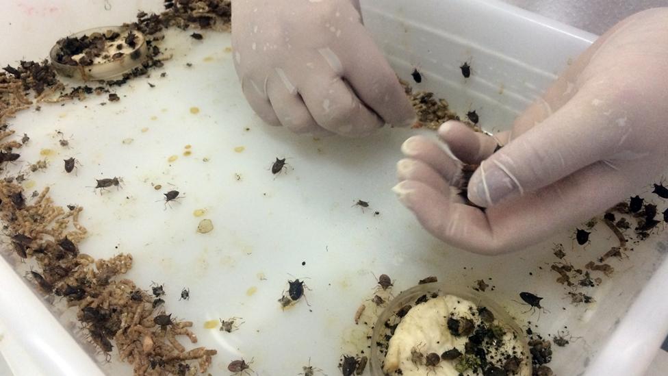 Staff at Bug checking on some shield bugs