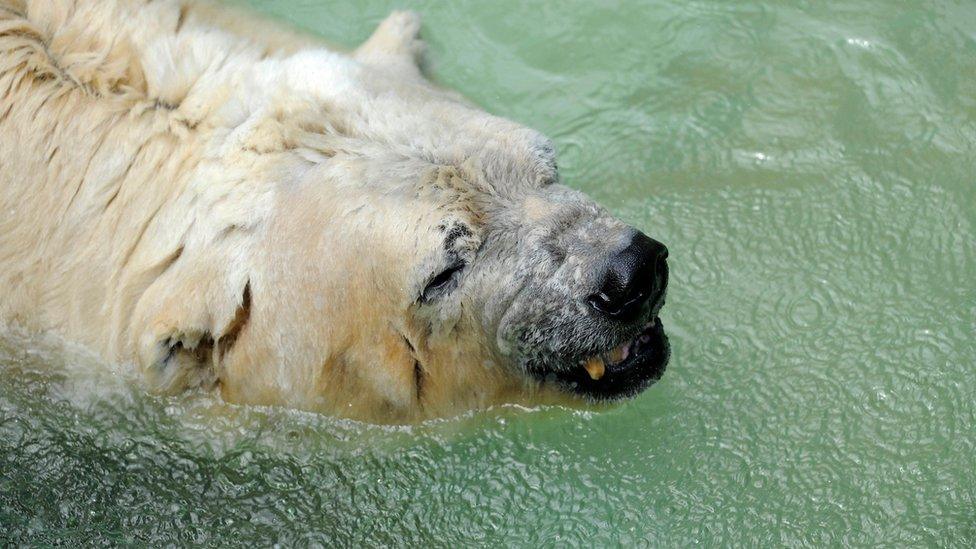 photo taken on 5 February, 2014 shows Arturo living in captivity at a zoo in Mendoza