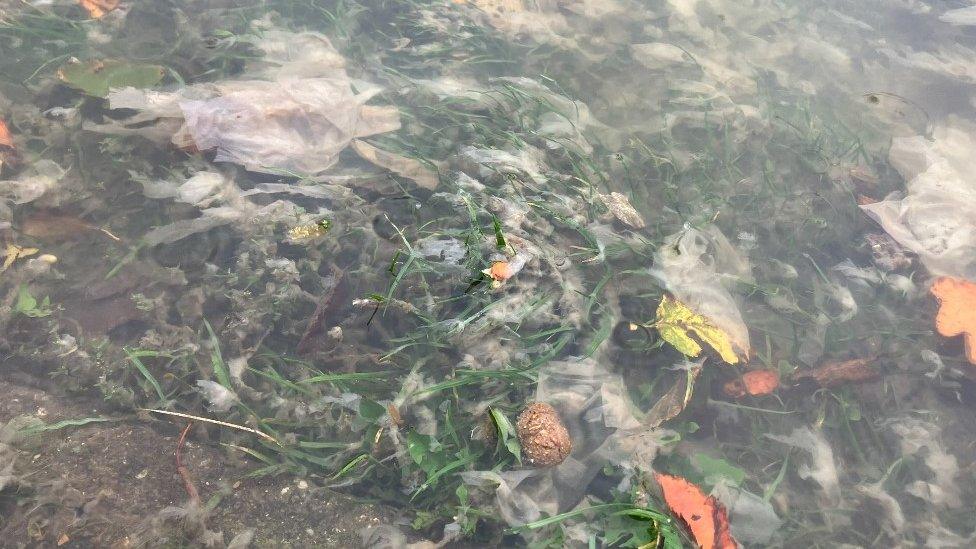 Sewage water on grass, St Ives, October 2023