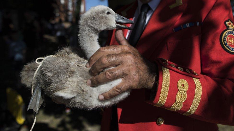 A cygnet has been tagged as part of the Swan Upping.